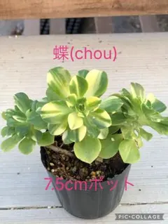 がーべら様 リクエスト 4点 まとめ商品