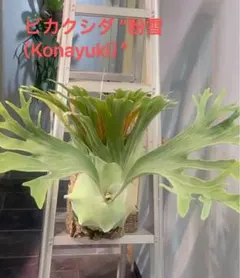 MS427 10株セット ビカクシダ 2種 ミックス - メルカリ