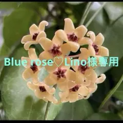 Blue rose♡Lino様専用 クティスポルセラナ③・レベッカ①