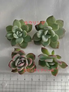 ※プロフ必読〜otakarachan〜様 リクエスト 2点 まとめ商品