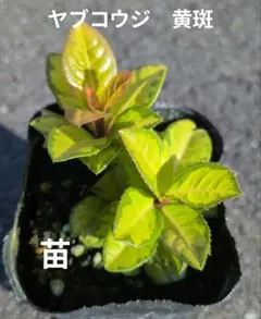 aty213様 リクエスト 2点 まとめ商品