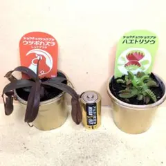 2800⤵️❇ウツボカズラ レッドアラタ＆ハエトリソウ・セット販売のサムネイル