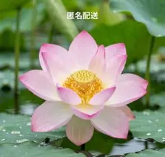 ☆ 발아 ☆ 연꽃 모종 [3 플러스 1 보상]