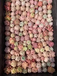 た*り様 23韓国苗 雑交新種 多肉植物寄せ植えセットカット苗詰め合わせ 30苗