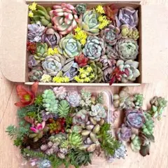 多肉植物　カット苗詰め合わせ　寄せ植え　1+1＋もっとセット