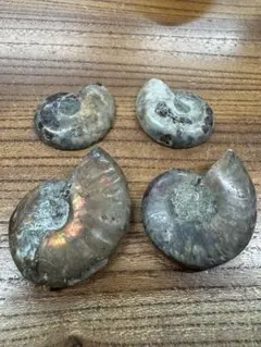 4個セット マダガスカル産 虹色 アンモナイト化石 虹色のサムネイル