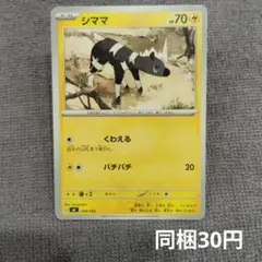 【在庫3】シママ