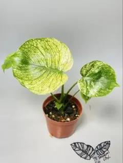 2026年最新】サイアムミント モンステラの人気アイテム - メルカリ