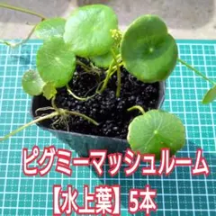 takazuki様 リクエスト 3点 まとめ商品