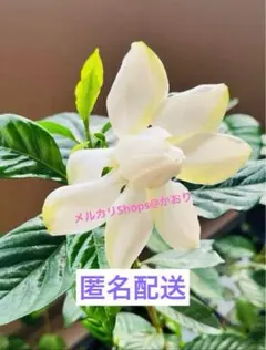 八重咲きクチナシ取り木1株大輪梔子苗 発根済 芳香性 縁起の良いお花 常緑庭木のサムネイル