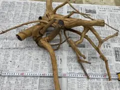 水槽用流木　大型2点