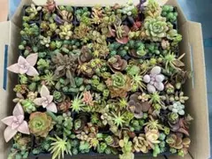 多肉植物 カット苗 寄植え セダムミックス苗 観葉植物 抜き苗