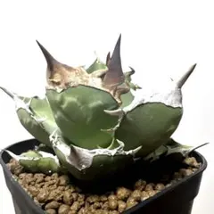 2026年最新】アカベ白犀牛の人気アイテム - メルカリ