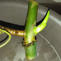 ちびぴっか様 リクエスト 3点 まとめ商品