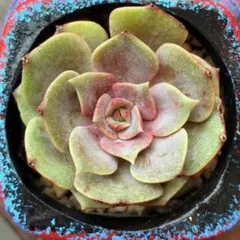 NEW❗️ 【レア種】大人気エケベリア　紫姫　美苗　大苗　カット苗　多肉植物❣️