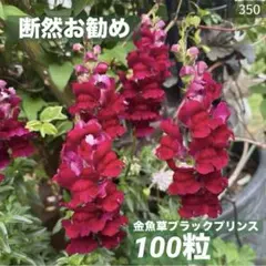 2025年最新】prince 20tenの人気アイテム - メルカリ