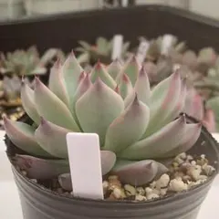 2025年最新】おらいさん苗 紫紺の矢の人気アイテム - メルカリ