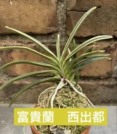 富貴蘭　西出都　株立ち　札付き