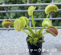 食虫植物 ハエトリソウ Jaws Smiley - メルカリ