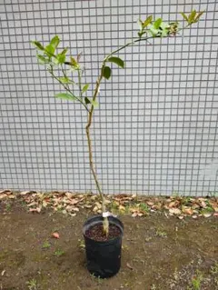 竹井ゴールドレモン　アレンユーレカ選抜種　接ぎ木苗　豊産性トゲ少な目