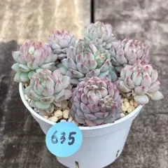 くるみ(*˘︶˘*).。*♡様 リクエスト 4点 まとめ商品