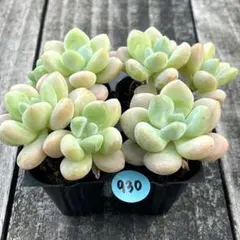 SALE❗️930多肉植物　エケベリア　ラクジン　抜き苗　寄せ植え　4苗セット❣️