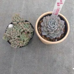 追加検討中 yukaさん専用