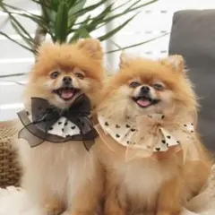 新品⭐︎可愛い♡ハート柄リボンエプロン　すたい　犬　服　猫　付け襟　誕生日　リボン