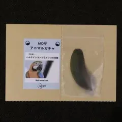 【本物】ハルクインコンゴウインコ 羽根 カワスイ 川崎水族館