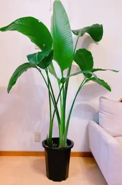 よこみつ様専 激安！　ストレチア　オーガスタ A 大型❗️ 170センチ　10号鉢 観葉植物 ストレリチア・オーガスタ6号鉢 (選べる鉢6種 鉢形)高