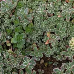 斑入りミセバヤ 多肉 カット苗 【7本】観葉植物 - メルカリ