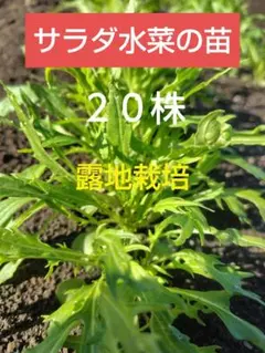 ぽらん様 リクエスト 2点 まとめ商品