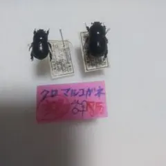 2026年最新】クロコガネの人気アイテム - メルカリ