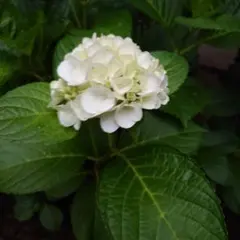 札落ちアウトレット紫陽花 E 挿し芽2年目 アジサイ抜き苗 - メルカリ