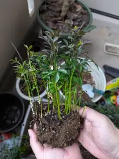 2026年最新】カラタチ の 木の人気アイテム - メルカリ