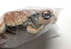 いきもの大図鑑レプティ ヒキガエルとモリアオガエル レッド