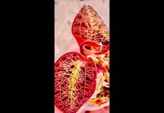 みこと様 リクエスト 3点 まとめ商品