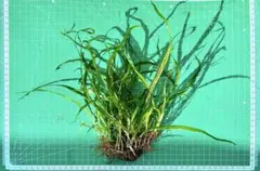 2026年最新】ミクロソリウム本ナローの人気アイテム - メルカリ