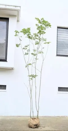 清々しい空気。山採りアブラチャン。 清々しい空気。山採りアブラチャン。 - メルカリ