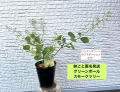 鉢ごと匿名発送 スモークツリー リトルルビー ふわふわの花 コティヌス