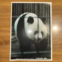 上野動物園 蘭蘭ちゃん 写真 印刷物のサムネイル