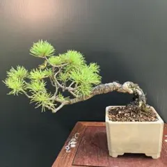 那須五葉松 双幹 優良葉性 - メルカリ