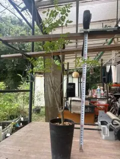 しょうた様専用!! コミフォラ モンストローサ 実生 4年 鉢ごと発送