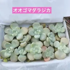 多肉植物 詰め合わせ！エケベリア・セダム入り｜可愛い美苗セット｜寄せ植えに◎