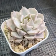 まめ様☘19）白牡丹錦 カット苗（未発根）大きめ 7.5cm鉢