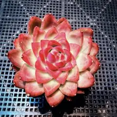 kuna koi様 リクエスト 5点 まとめ商品