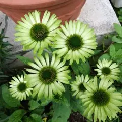 ゆみっぺ様専用ページ