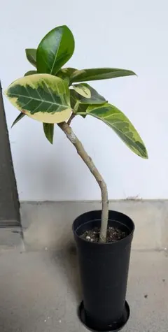 曲がりフィカス 　フィカスアルテシマ　 イエロージャム　6号鉢メルカリ便 曲がりフィカス フィカスアルテシマ イエロージャム 6号鉢