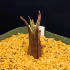 多肉植物　ハオルチア アンゲスチナフォリア　1155のサムネイル