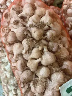 令和8年度青森県産半乾燥にんにく玉小10kg - メルカリ